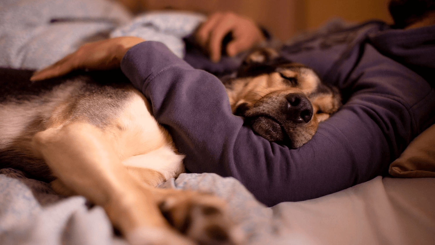 Is Sleeping With Your Dog Safe? What Experts Say About Sleeping With Dog in Same Bed