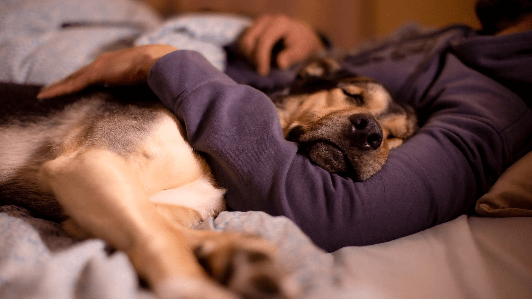 Sleeping With Dog in Same Bed: Benefits, Risks & Expert Advice